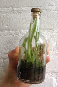 fles terrarium