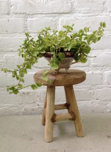 plant theekop