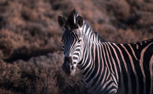 vakantie zuid afrika