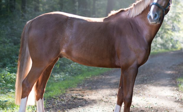bruin paard in bos