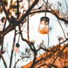 outdoor-lights-hang-from-trees