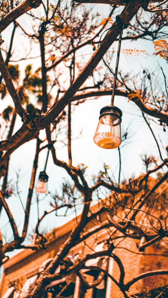 outdoor-lights-hang-from-trees