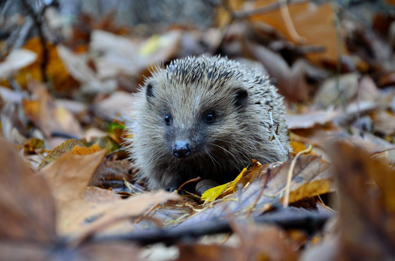 egel in de bladeren